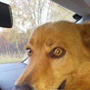 ���� �����, ������, 42 ���� - ��������� 15 ������� 2018 � ������ ���� ����������