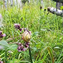 ���� ��������� ���������, �����������, 43 ���� - ��������� 15 ������� 2018