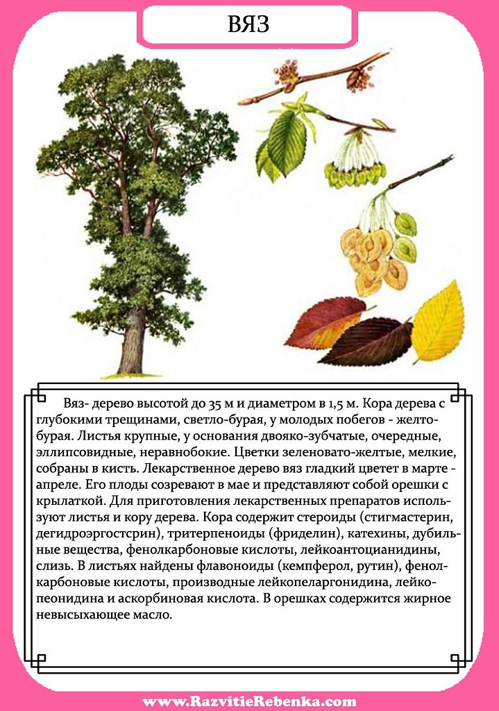 Листья деревьев картинки