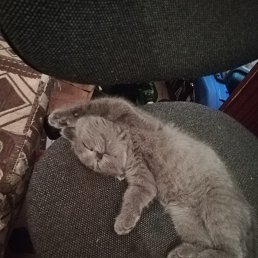 ���� ��������, ������, 39 ��� - ��������� 31 ������� 2018