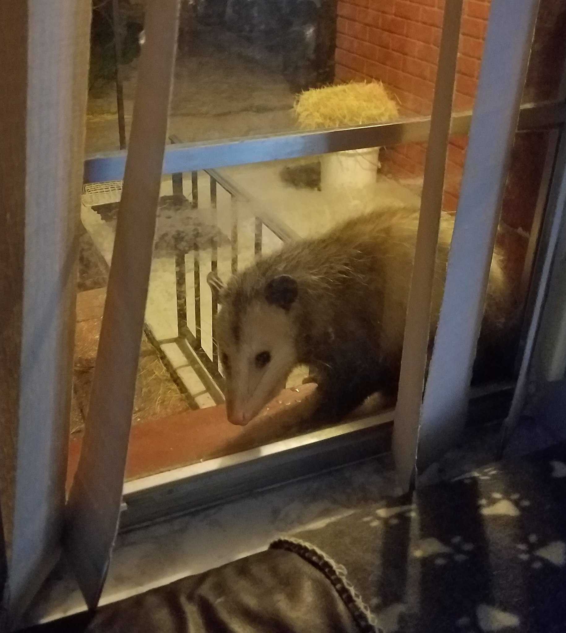 This evening. Opossum on my house window )))