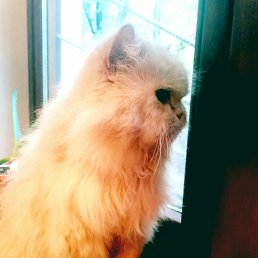 �����, ����, 53 ����