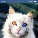 ���� ������, ������, 43 ���� - ��������� 1 ������� 2018