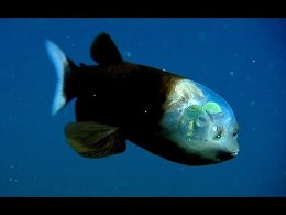 Малоротая макропинна или бочкоглаз (Macropinna microstoma)