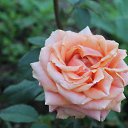 ���� ������, ������, 32 ���� - ��������� 29 ������� 2018 � ������ ���� ����������