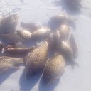 ���� ������� ����, ����������, 102 ���� - ��������� 22 ������ 2018 � ������ ���� ����������