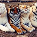 ���� ����, ������� - ��������� 18 ������� 2018 � ������ ���� ����������