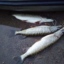 ���� ������, �����������, 62 ���� - ��������� 8 ������ 2018 � ������ ���� ����������