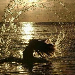 ���������, �������, 37 ���