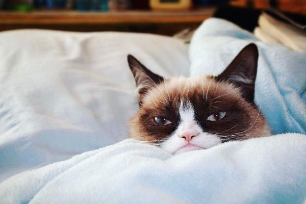   !  REALGRUMPYCAT - 2