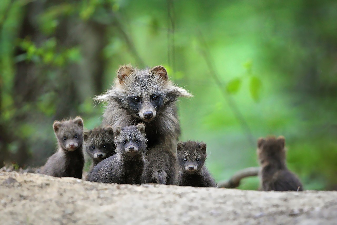 Raccoon https://fotostrana.ru/away?to=/sl/AeV2 Fichna