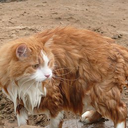 ���� ���� ������, �����-���������, 69 ��� - ��������� 13 ������� 2018