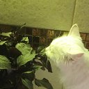 ���� Nelli, ������� - ��������� 5 �������� 2018 � ������ ���� ����������