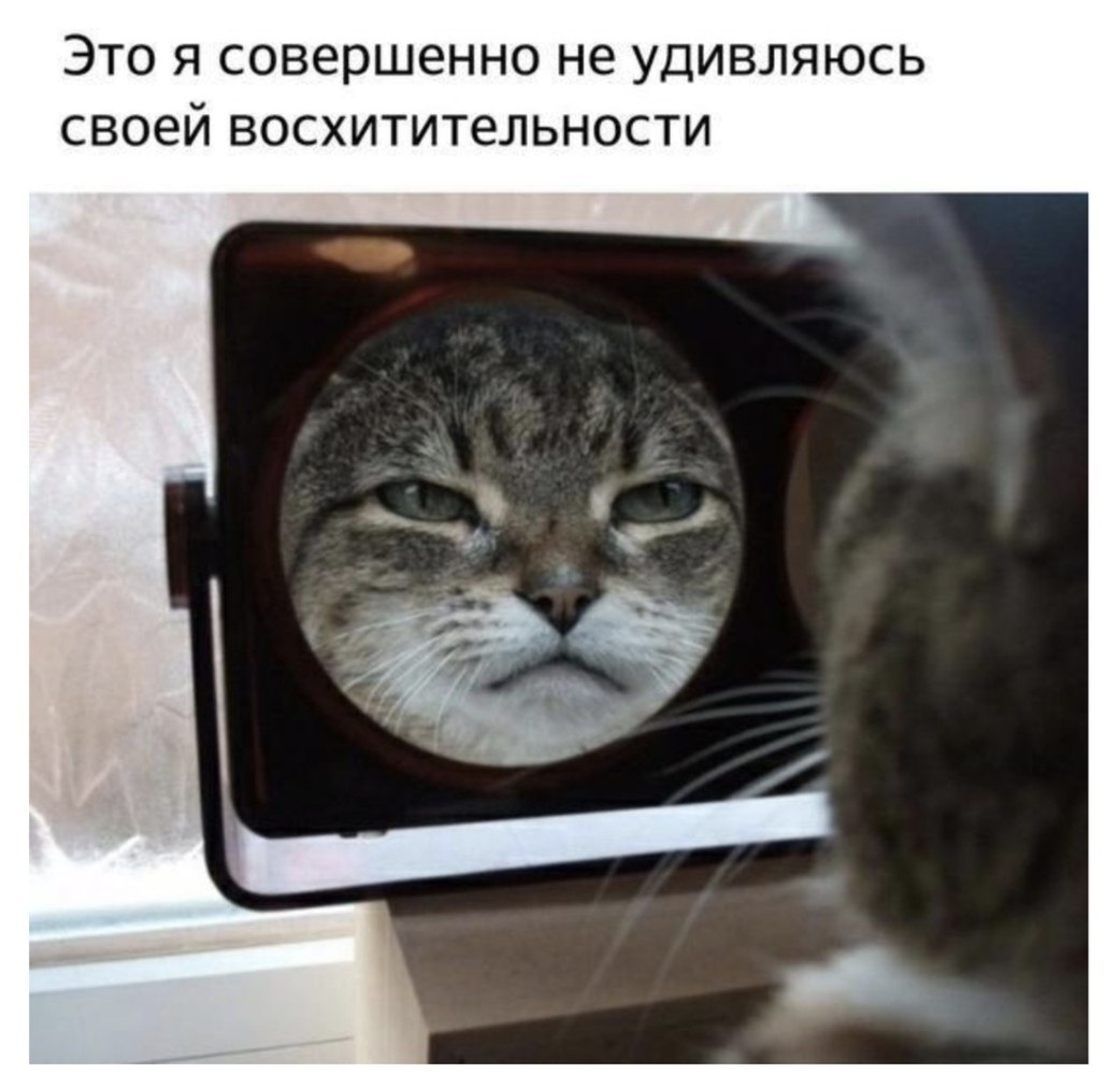 А у нас сегодня кошка родила вчера котят. Смешные фото животных с надписями. Коты друг на друге. Кошка. А у нас сегодня кошка родила вчера.