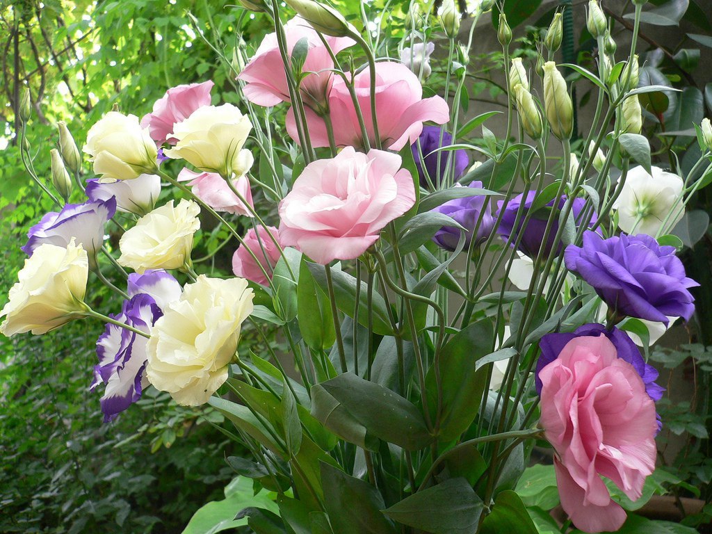 .   (. Lisianthus)    .  ...