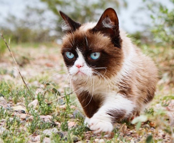   !  REALGRUMPYCAT - 3