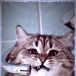 ���� Hizepi, ������, 34 ���� - ��������� 19 ������� 2018