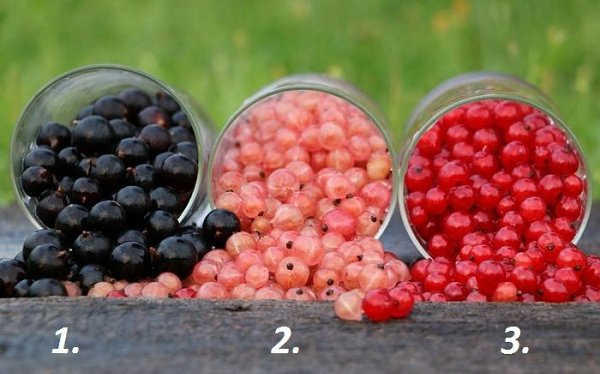 Какую больше любите?
