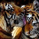 ���� �����, ������, 57 ��� - ��������� 1 ������� 2018 � ������ ���� ����������