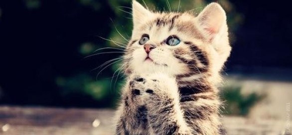 Дети и коты хорошо знают, что значит нельзя! Когда на тебя смотрят - это нельзя. Но вот когда никто ...