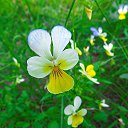  Alex, , 68  -  15  2019     ޻