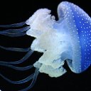 ���� Gellana, ����������� - ��������� 23 ����� 2019 � ������ ���� ����������