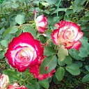 ���� ������, ������, 53 ���� - ��������� 7 ������ 2019 � ������ ���� ����������