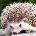 ���� ���������, �����, 53 ���� - ��������� 28 ������ 2019 � ������ ���� ����������