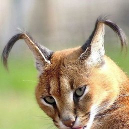 Alexa, �����