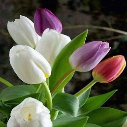 ���� ����, ������, 33 ���� - ��������� 15 ������� 2019