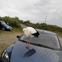 ���� ��������, ������, 63 ���� - ��������� 21 ������� 2018 � ������ ������ ��������