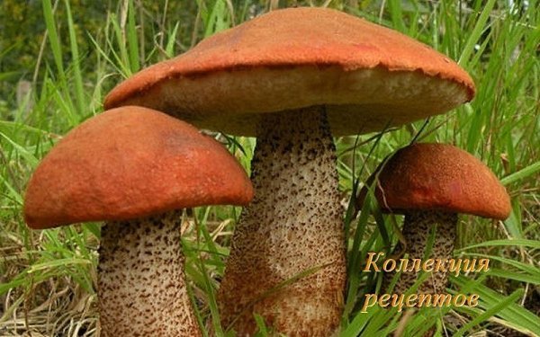 Напишите в комментариях слово ПОДОСИНОВИК по буквам так, что-бы вас никто не смог перебить У многих ...