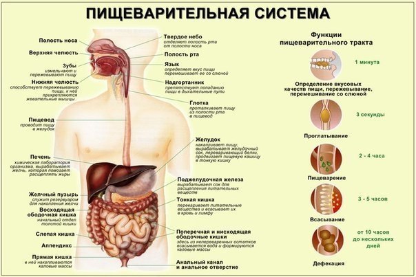 5 главных правил для улучшения пищеварения. 1. Тщательное пережевывание пищи. Наспех съеденная и ...