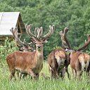  , -, 64  -  9  2019   - 