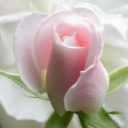 Angelika, �����