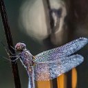 ���� �����, �������, 37 ��� - ��������� 21 �������� 2018 � ������ ���� ����������