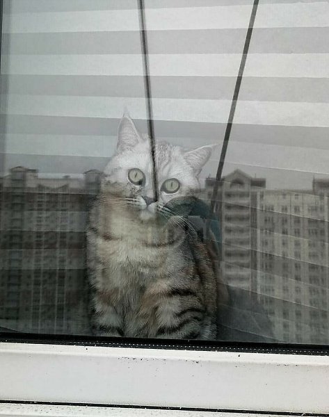 Работаю промышленным альпинистом. Коты всегда рады моему появлению. - 9