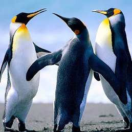 �������� �����������, ������, 65 ���