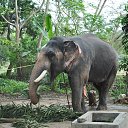 ���� Aru, �������� - ��������� 16 ������� 2018 � ������ �GURUVAYUR, KERALA, INDIA�