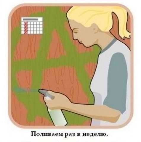 Занимательная ботаника. Как вырастить надпись или рисунок из мха - 6