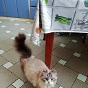 ���� ��������, ����, 52 ���� - ��������� 21 ������ 2019 � ������ ���� ����������