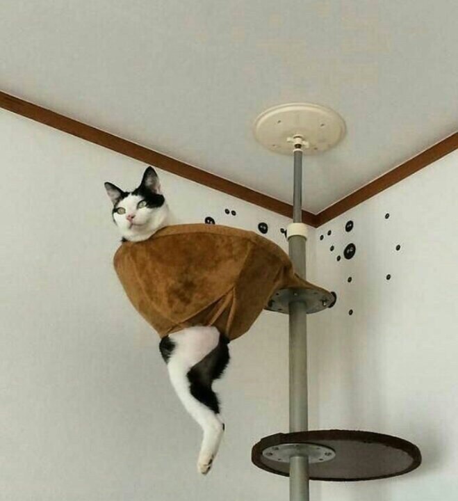    , 