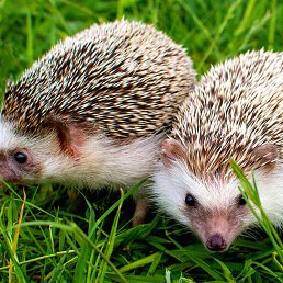 ���� ���������, ������-��-����, 58 ��� - ��������� 9 ������� 2019