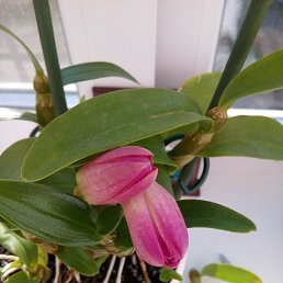 �����, ������, 63 ����