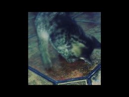 Котенок и спинер