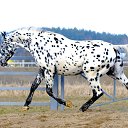 ���� �����, ������ �������� - ��������� 20 ������� 2018 � ������ �������