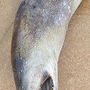 ���� ����� �������, ������-��-����, 49 ��� - ��������� 25 ������ 2018 � ������ ���� ����������