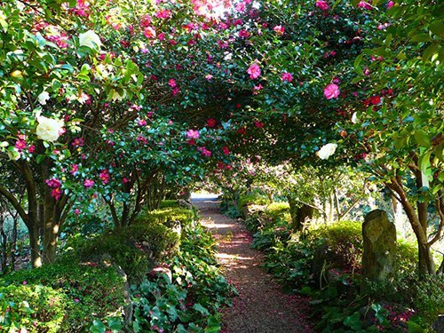 САД КАМЕЛИЙ.Одним из интереснейших садов является сад камелий (Camellia Hill), открывшийся в ноябре ... - 4