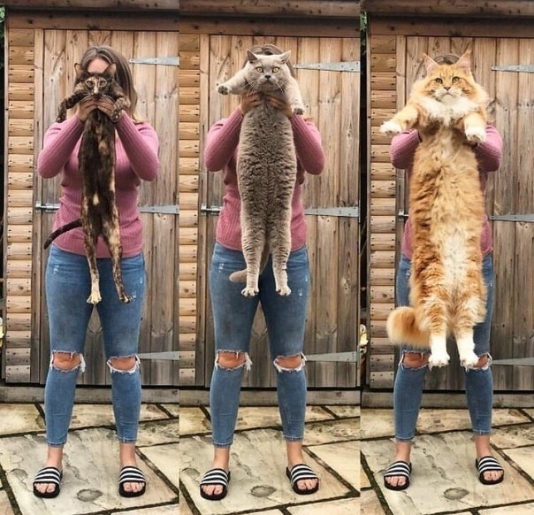   : , , -.