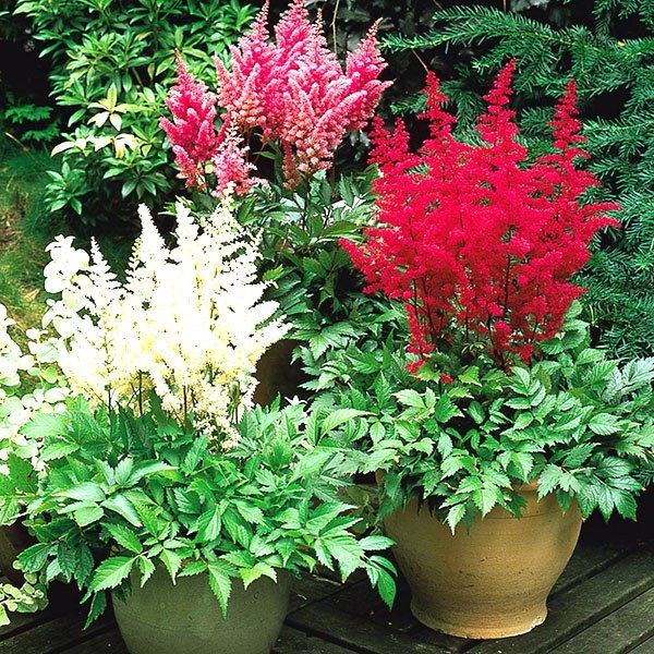  -    . (ASTILBE) -     ... - 2